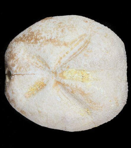 Micraster? Fossil Echinoid (Sea Urchin) - Taouz, Morocco #46397